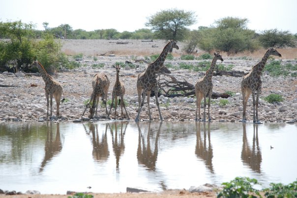 Afrikanska familjeresor